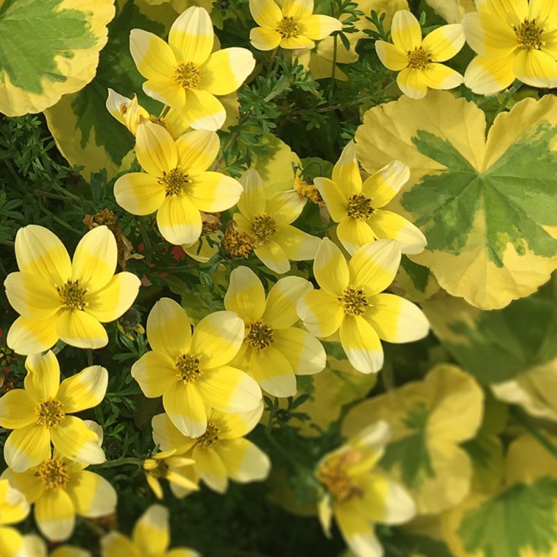 ampelskara_bidens-ferulifolia