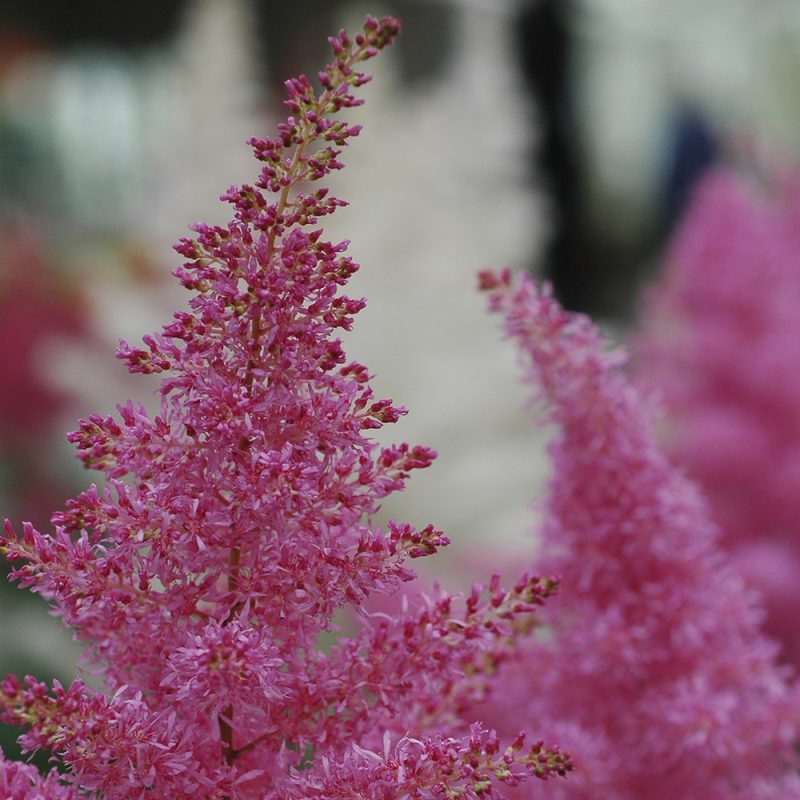 astilbe_astilbe-arendsii-gruppen