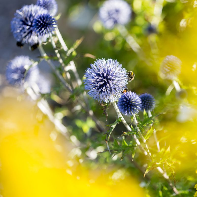 bla-bolltistel_echinops-bannaticus