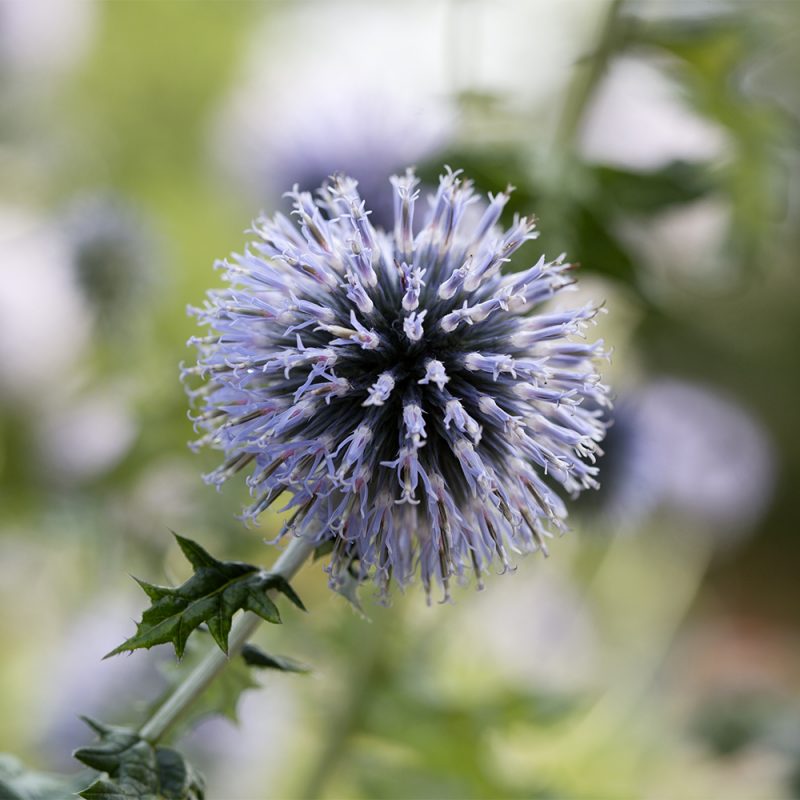 bla-bolltistel_echinops-bannaticus