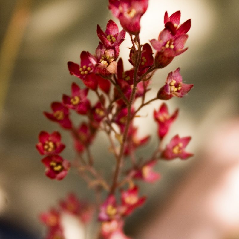 blodalunrot_heuchera-sanguinea