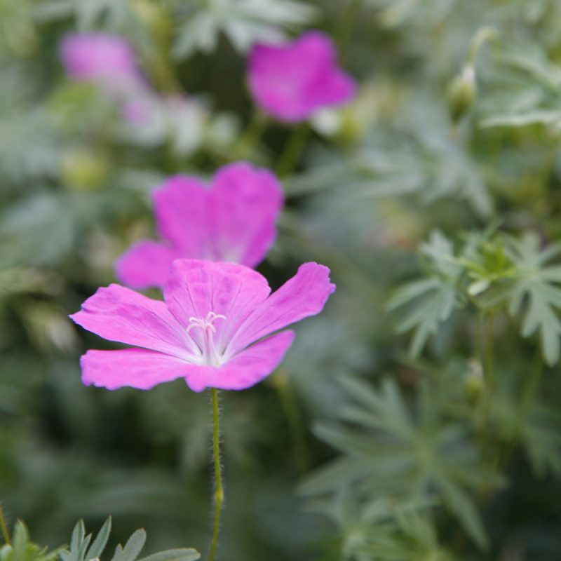 blodnava_geranium-sanguineum