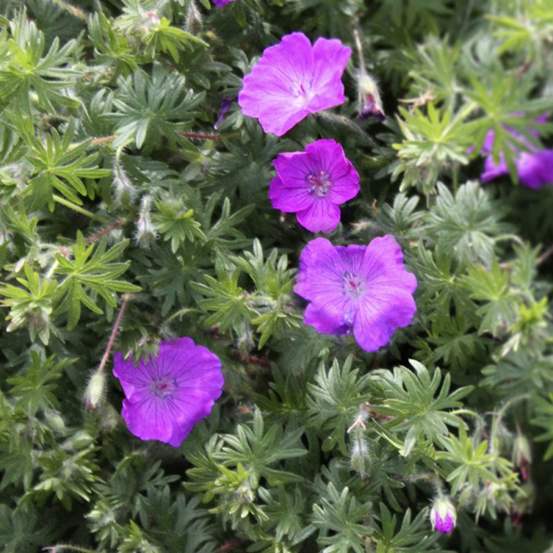 blodnava_geranium-sanguineum