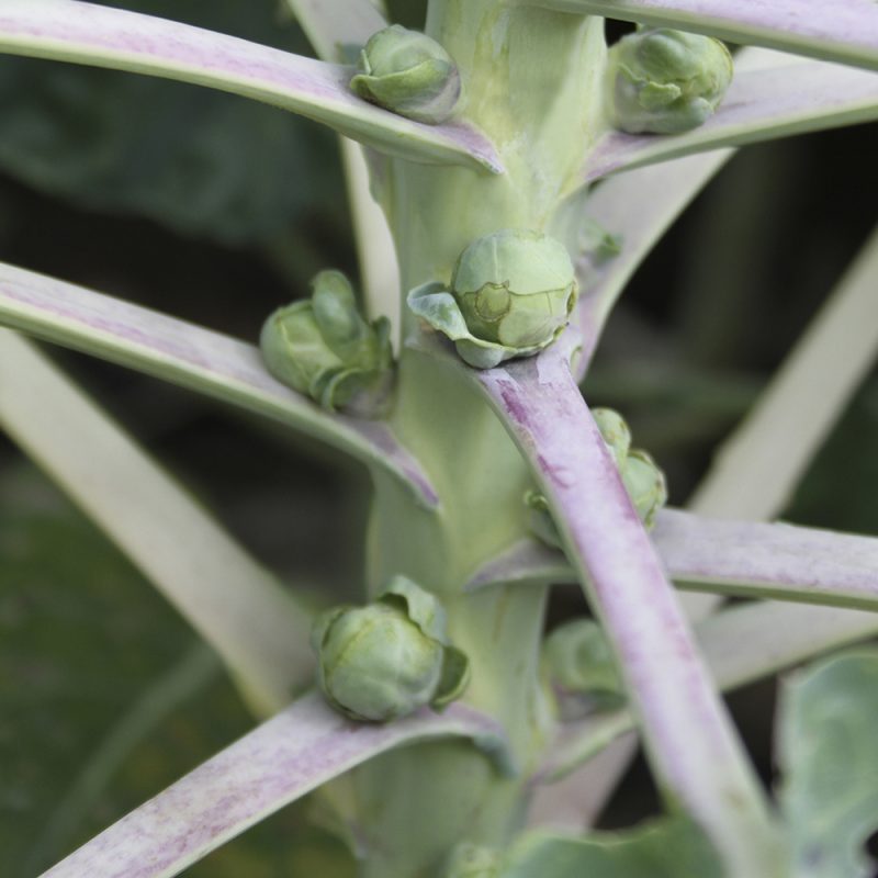 brysselkal_brassica-oleracea-var-gemmifera