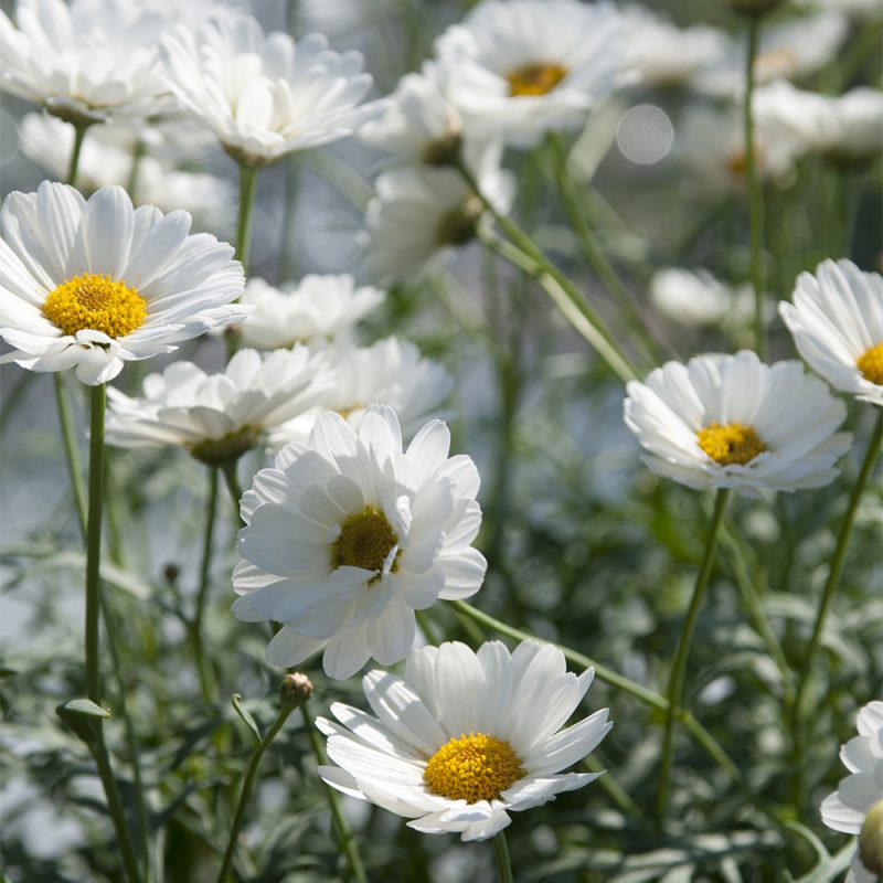 buskmargerit_argyranthemum-frutescens