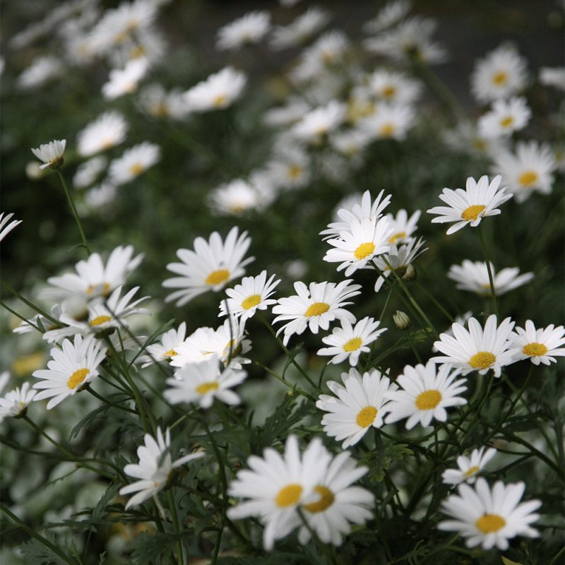 buskmargerit_argyranthemum-frutescens