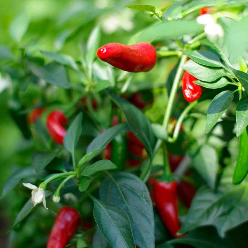 chili_capsicum-annuum-chili-gruppen