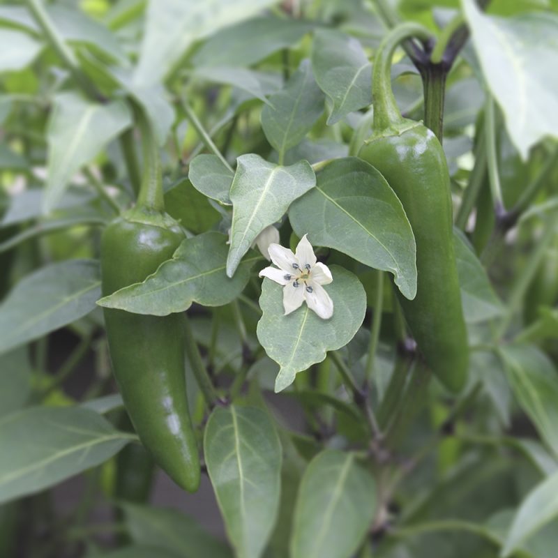 chili_capsicum-annuum-chili-gruppen