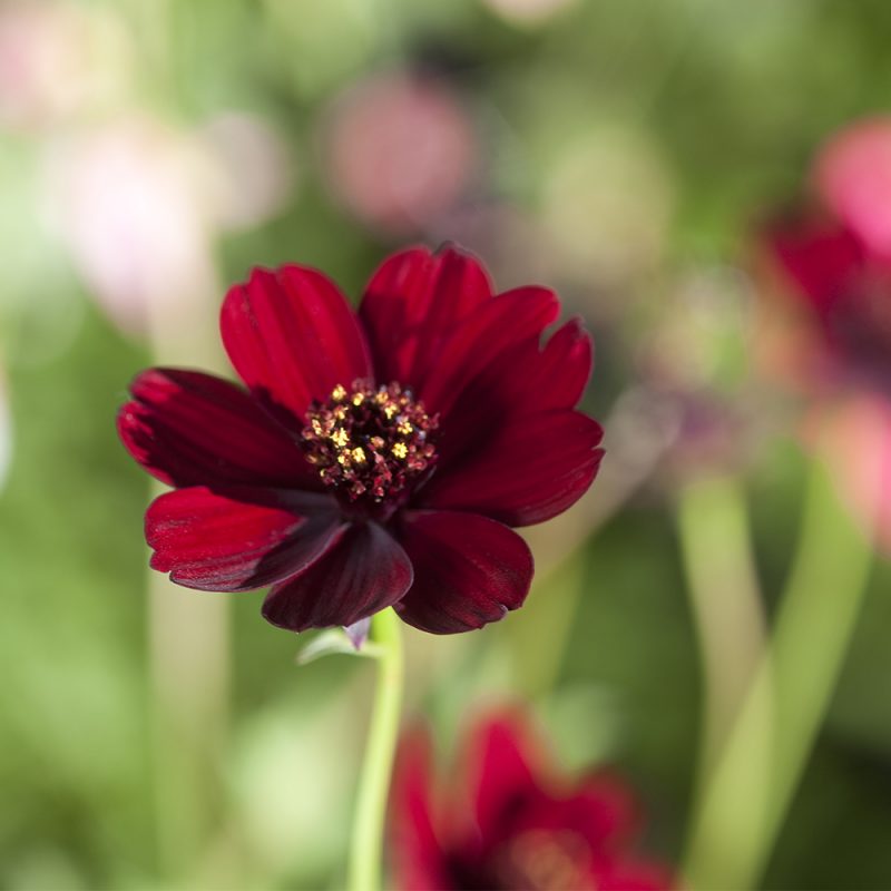 chokladskara_cosmos-atrosanguineus