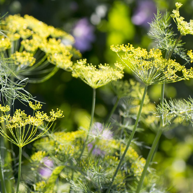 dill_anethum-graveolens