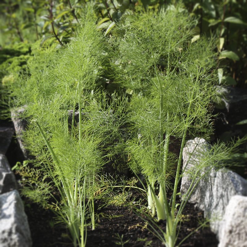 dill_anethum-graveolens