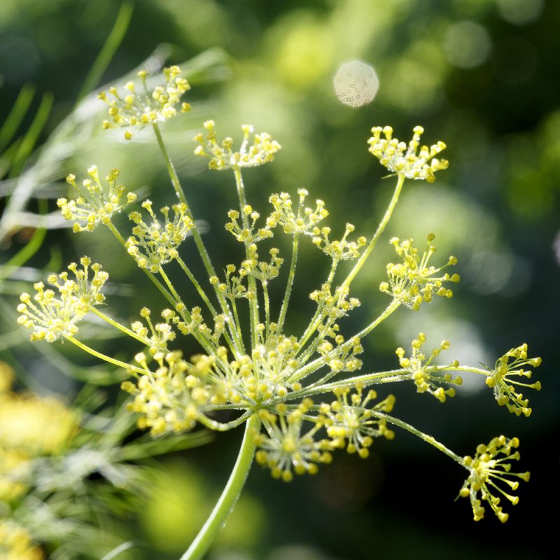 dill_anethum-graveolens