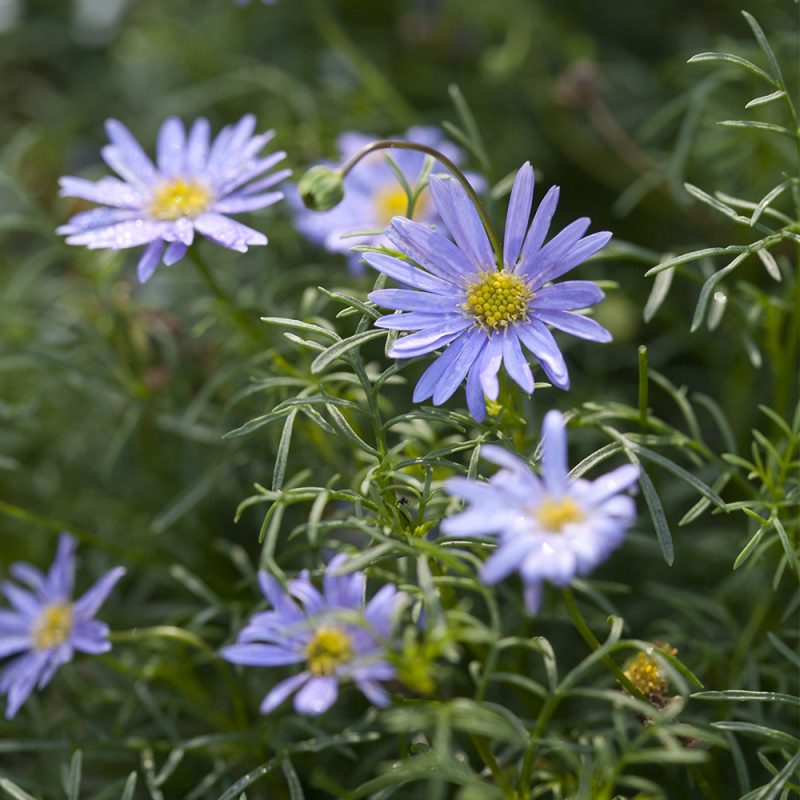 dockkrage_brachyscome-iberidifolia