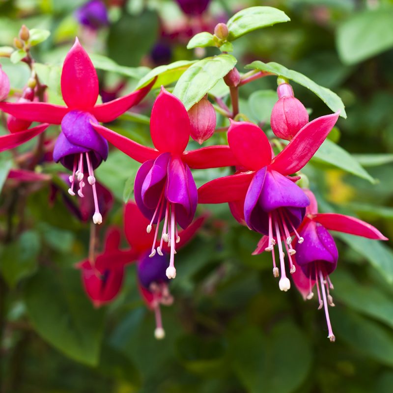 fuchsia_fuchsia-x-hybrida