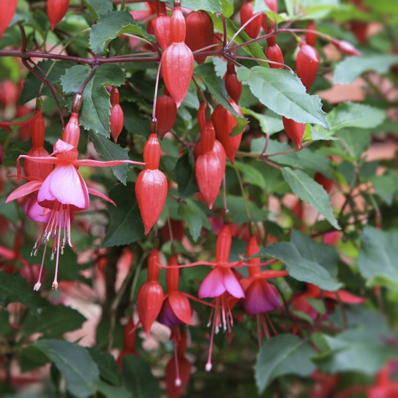 fuchsia_fuchsia-x-hybrida