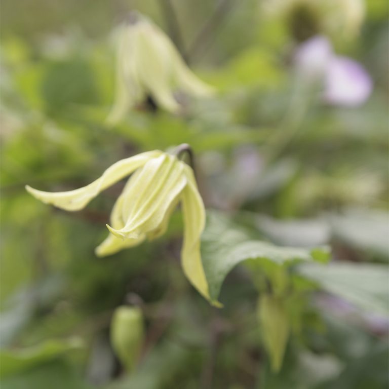 gullklematis_clematis-tangutica