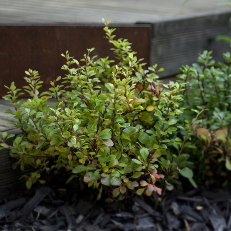 hackberberis_berberis-thunbergii