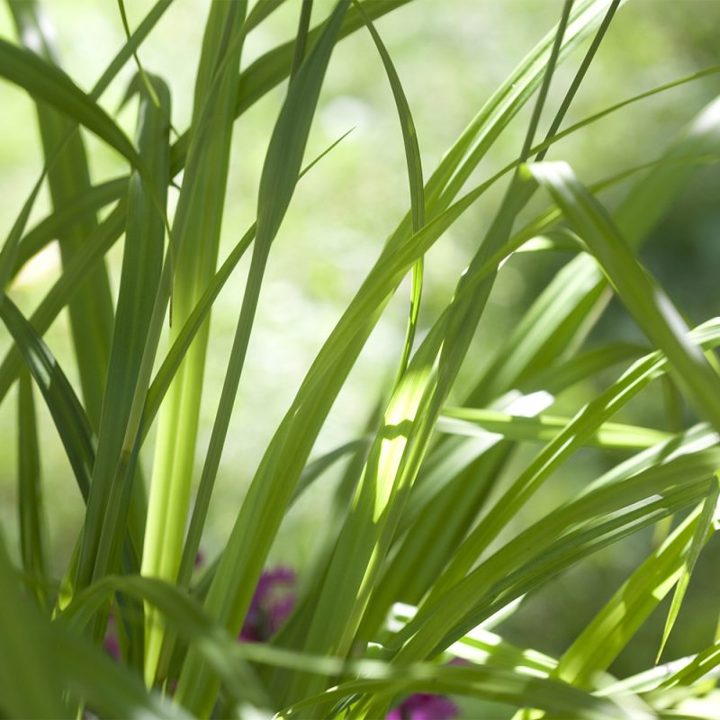 hangstarr_carex-pendula