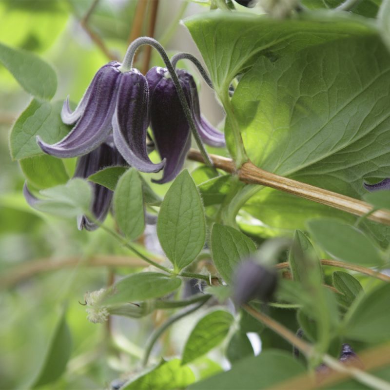 helbladig-klematis_clematis-integrifolia