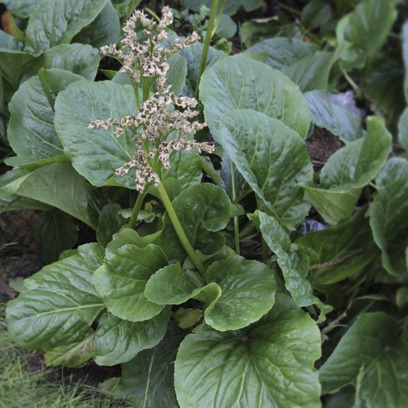 hjartbergenia_bergenia-cordifolia