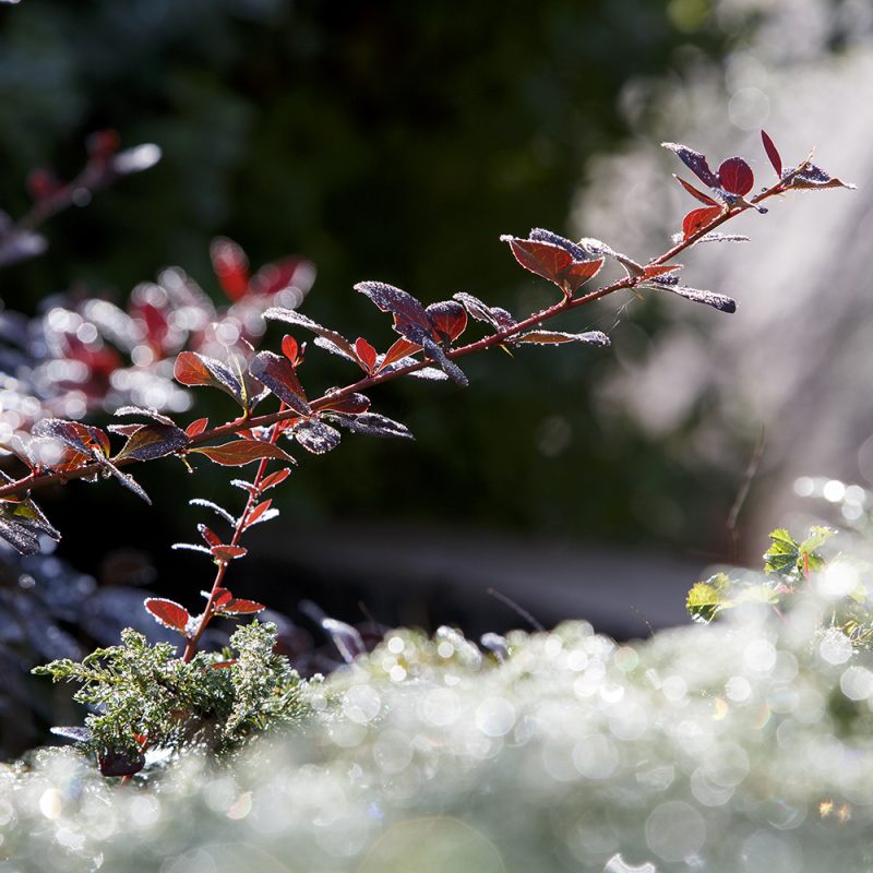 hollandsk-blodberberis_berberis-x-ottawensis-suberba