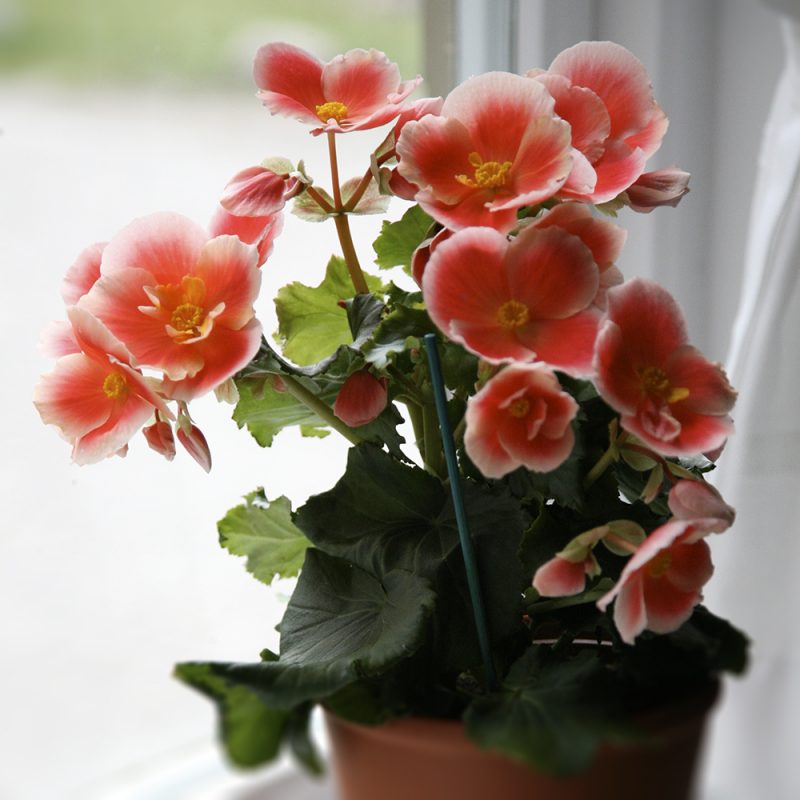 hostbegonia_begonia-x-hiemalis