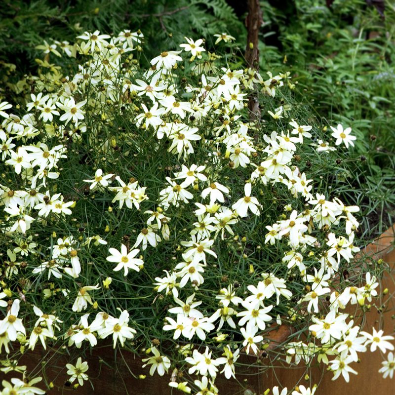 hostoga_coreopsis-verticillata