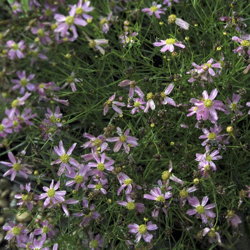 hostoga_coreopsis-verticillata