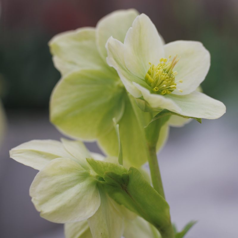 julrosslaktet_helleborus-sp