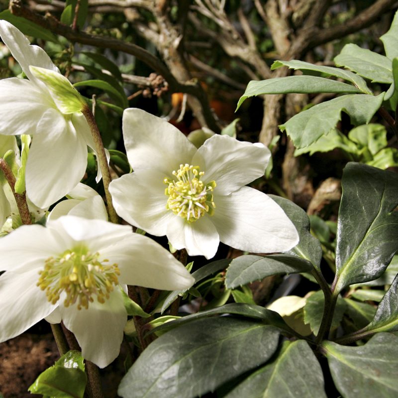 julrosslaktet_helleborus-sp