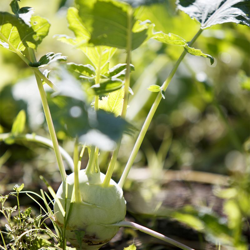 kalrabbi_brassica-oleracea-var-gongylodes