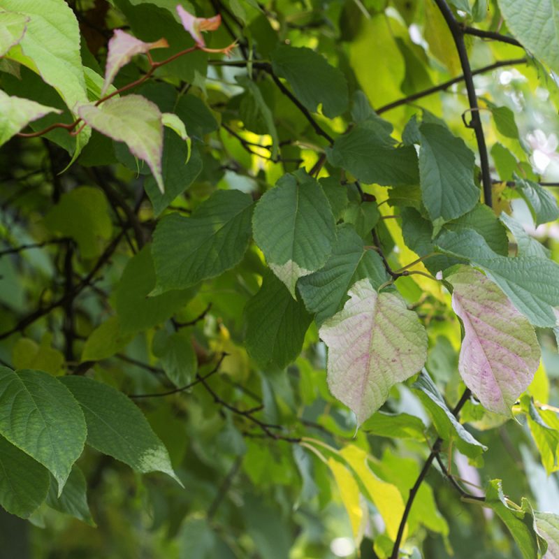 kameleontbuske_actinidia-kolomikta