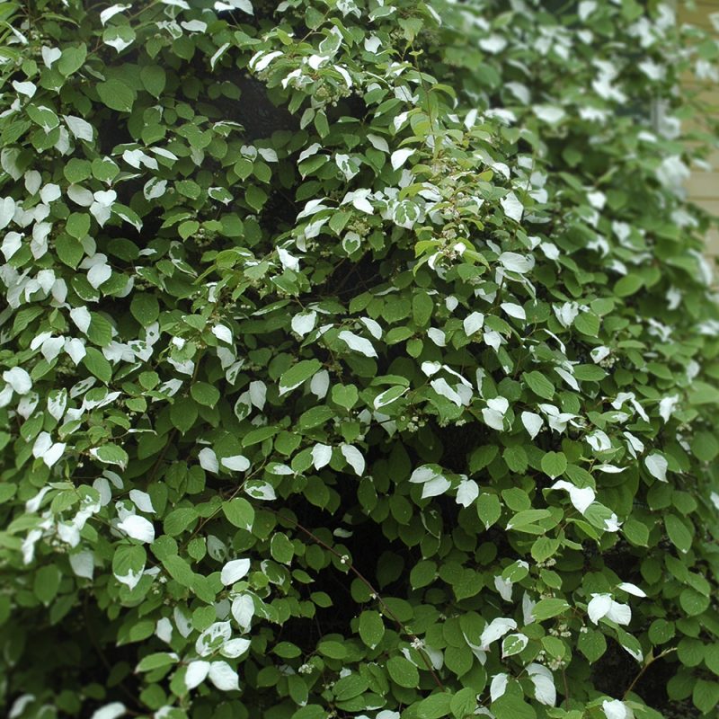 kameleontbuske_actinidia-kolomikta