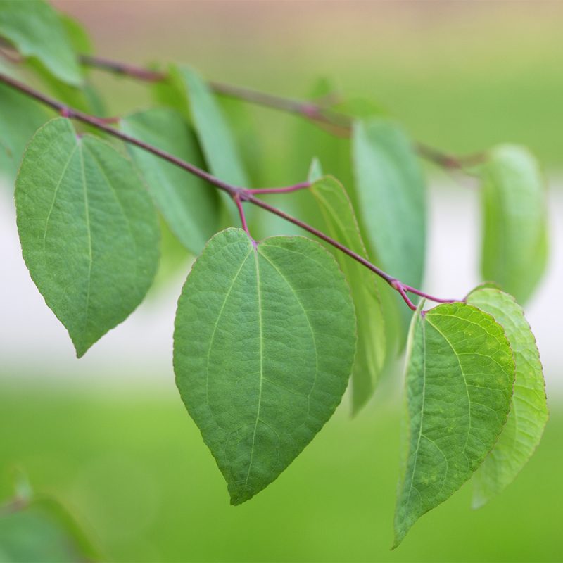 katsura_cercidiphyllum-japonicum