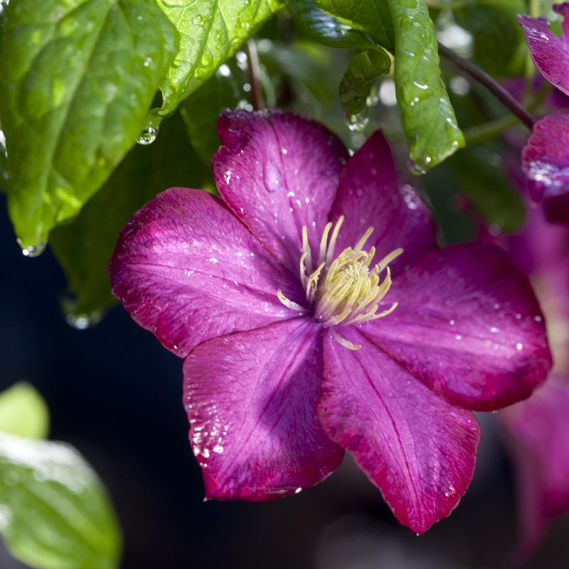 klematis-niobe-sena-storblommiga-gruppen-_clematis-niobe