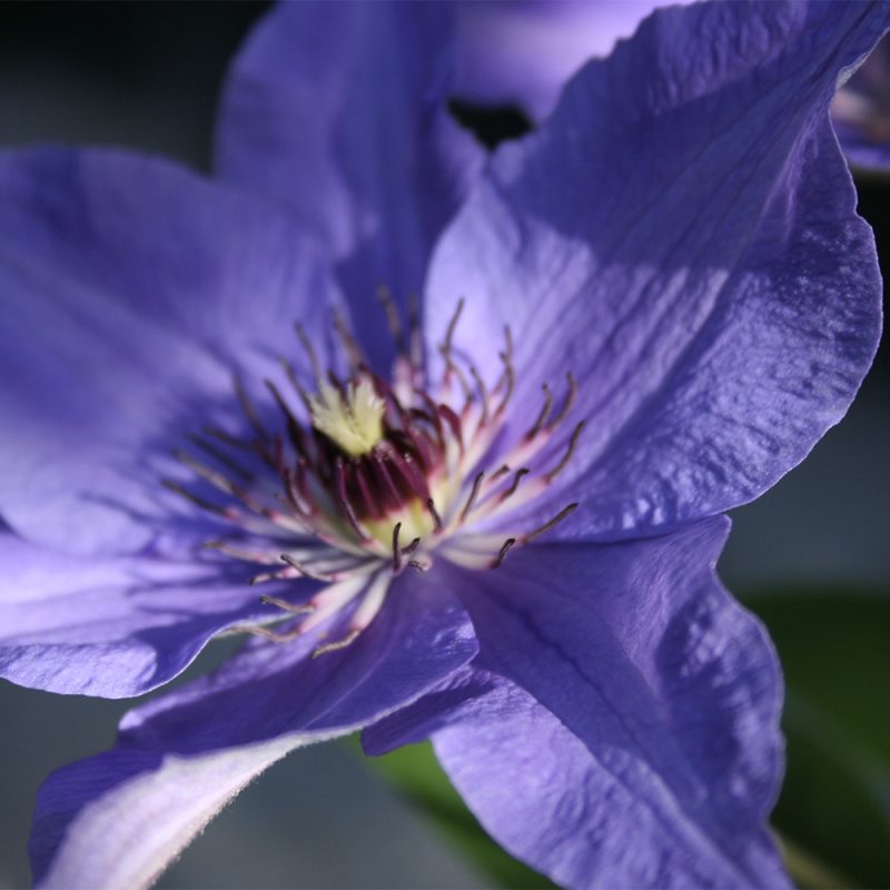 klematis-the-president-tidiga-storblommiga-gruppen_clematis-the-president