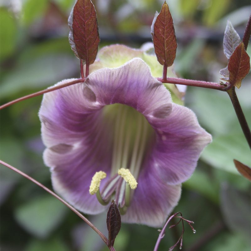 klockranka_cobaea-scandens