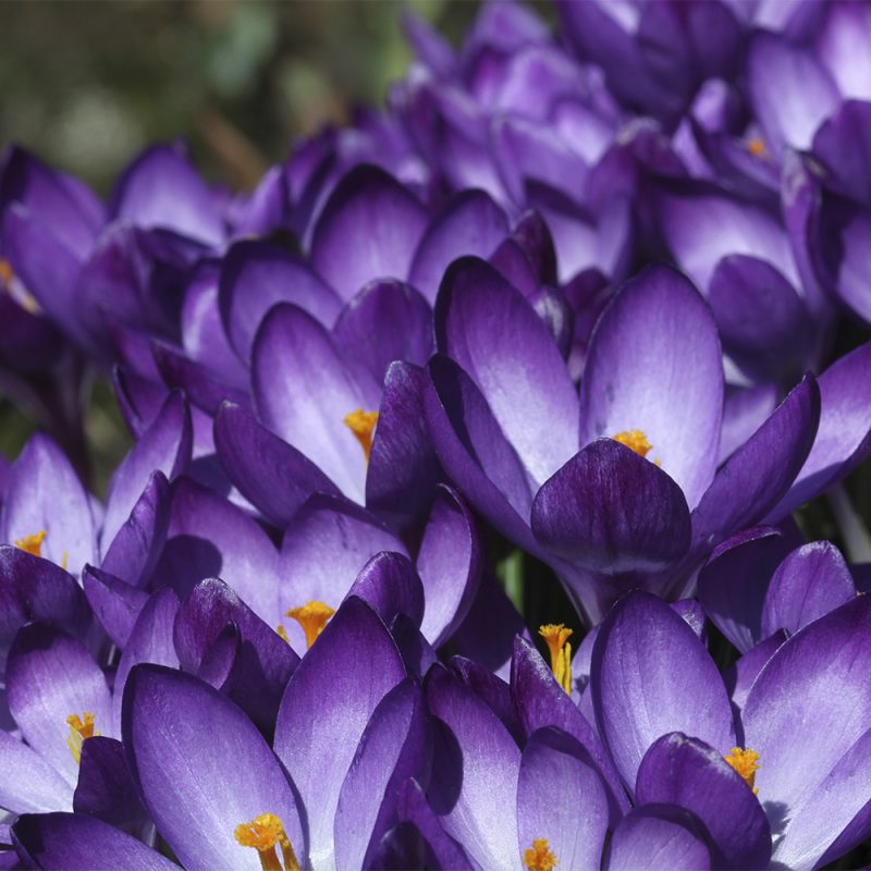 krokus_crocus-sp