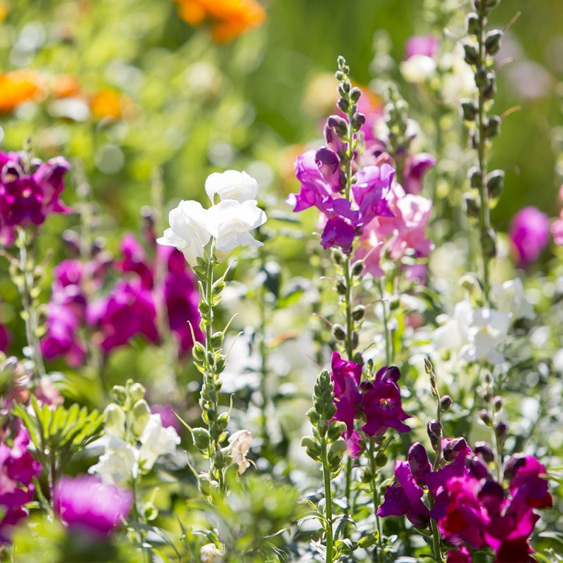 lejongap_antirrhinum-majus