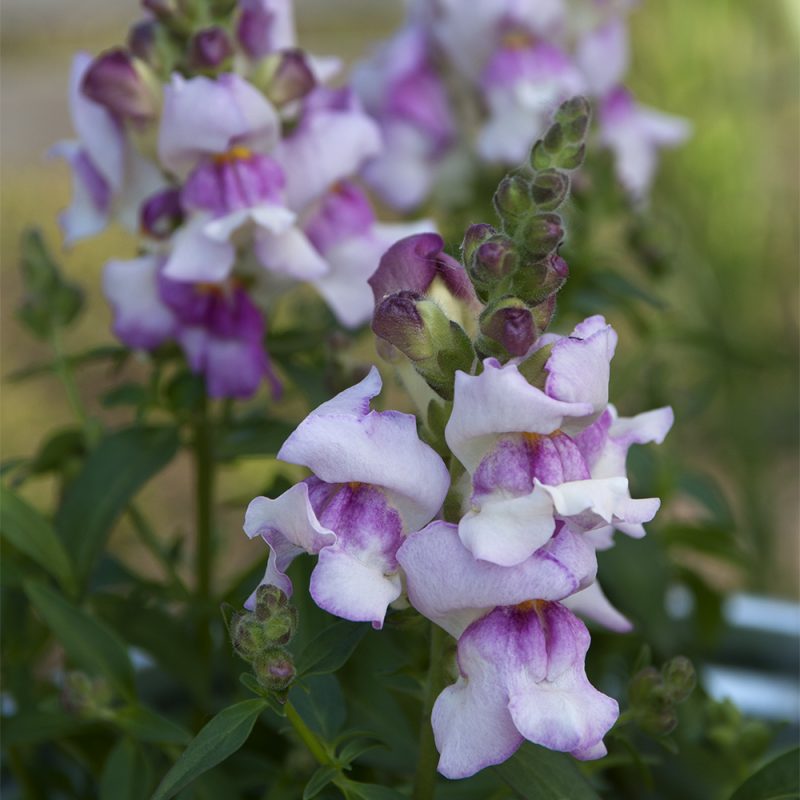 lejongap_antirrhinum-majus