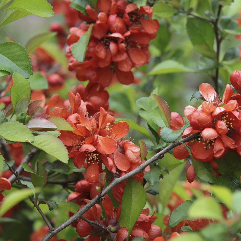 liten-rosenkvitten_chaenomeles-japonica