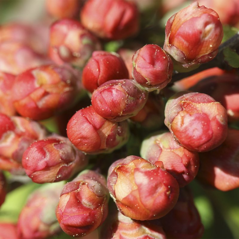 liten-rosenkvitten_chaenomeles-japonica