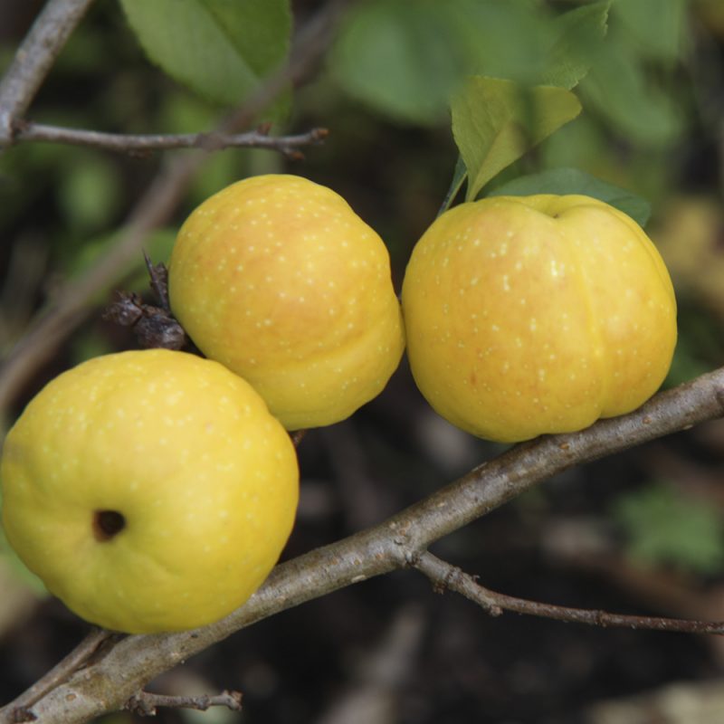 liten-rosenkvitten_chaenomeles-japonica