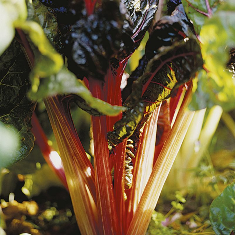 mangold-_beta-vulgaris-var-cicla-beta-vulgaris-var-flavescens