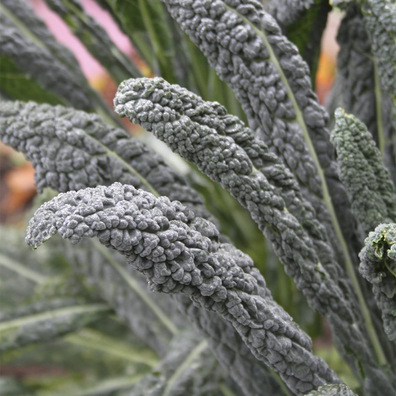 palmkal_brassica-oleracea-palmifolia-gruppen