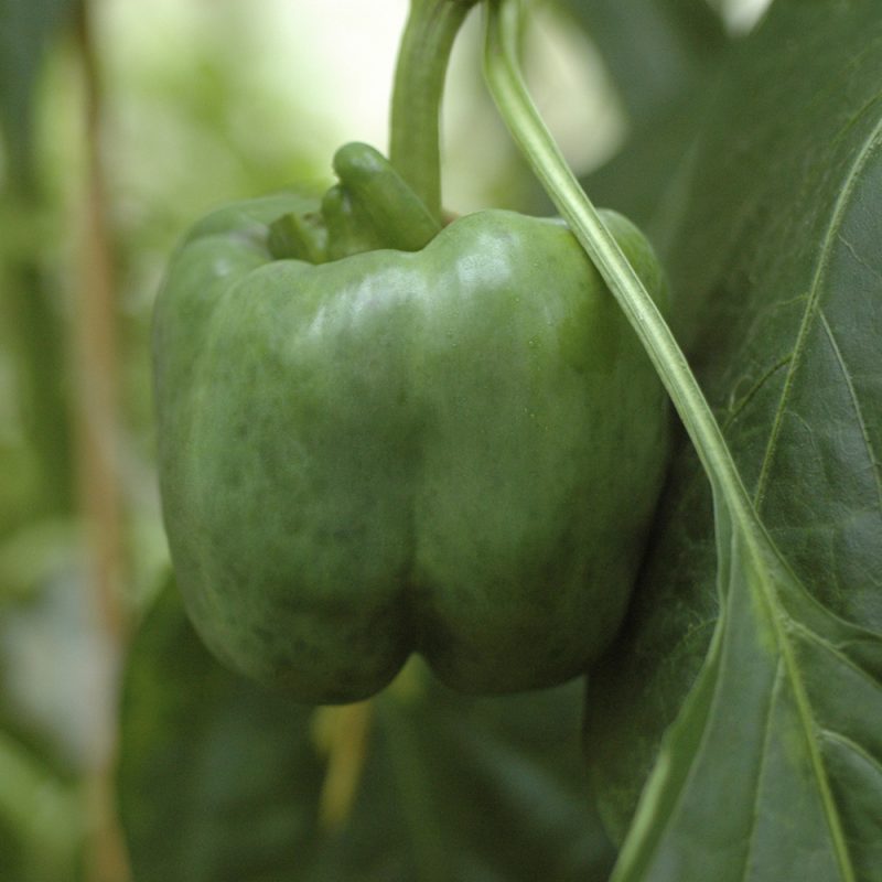 paprika_capsicum-annuum