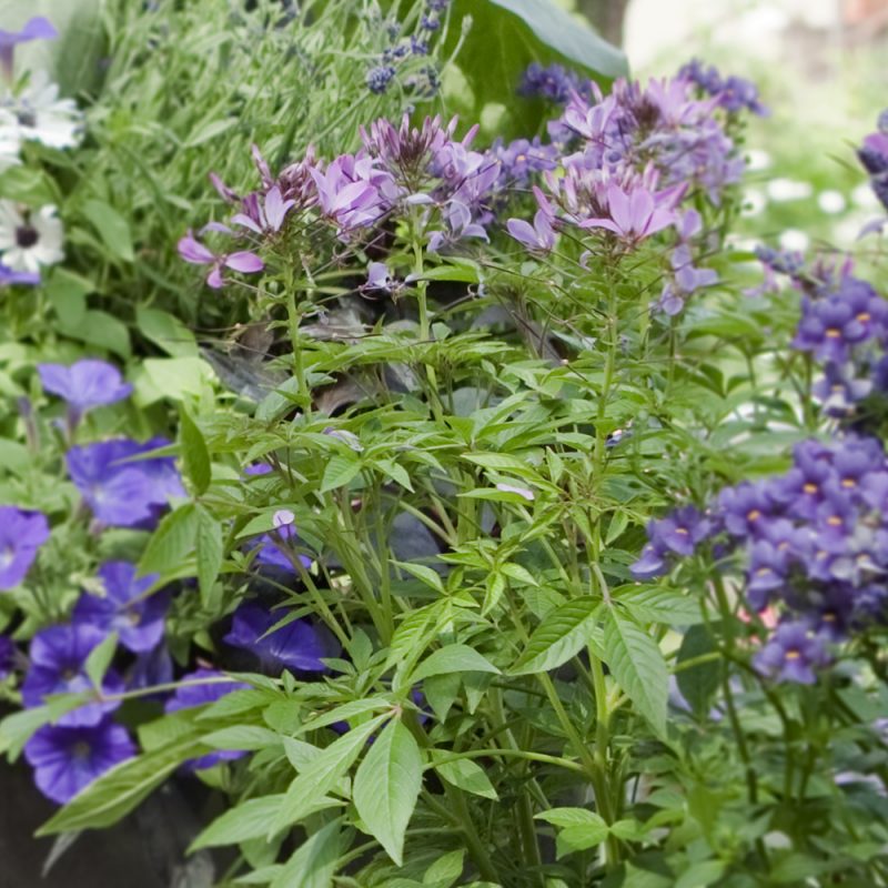 paradisblomster_cleome-hassleriana