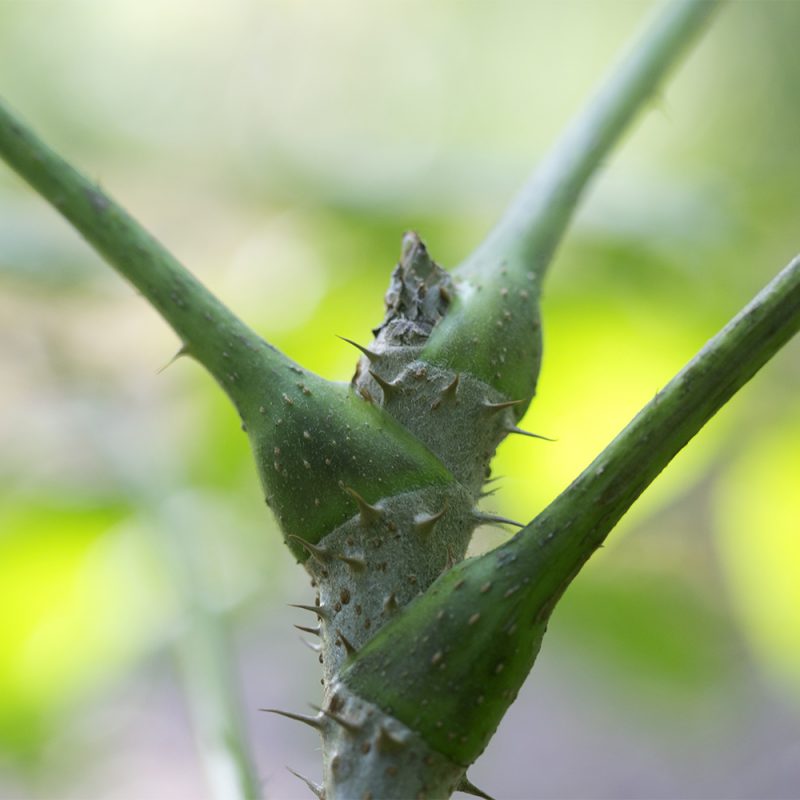 parkaralia_aralia-elata