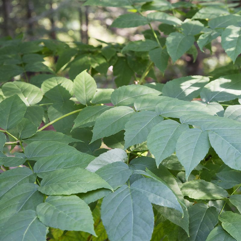 parkaralia_aralia-elata