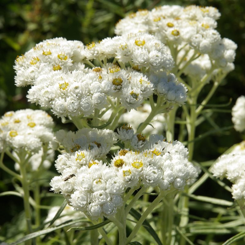 parleternell_anaphalis-margaritacea